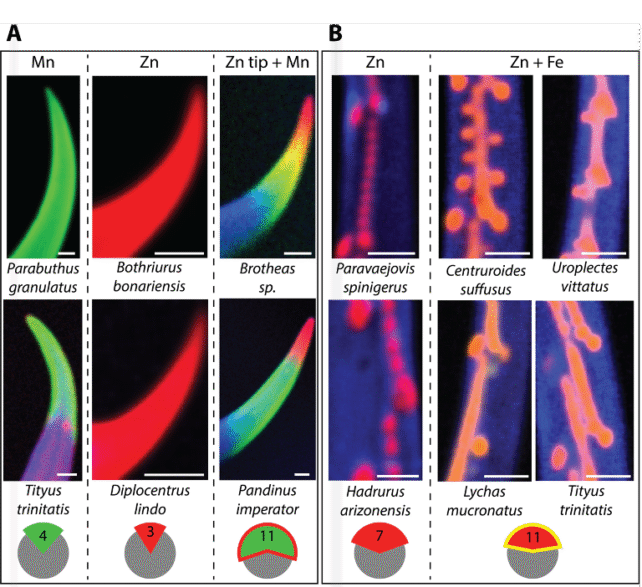 Scorpions' Deadly Weapons Are Reinforced With Metal, Scientists Discover