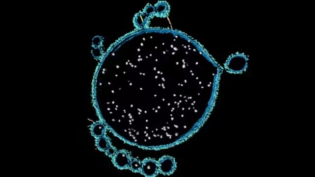 A bright blue and green outline of a cell on a black background