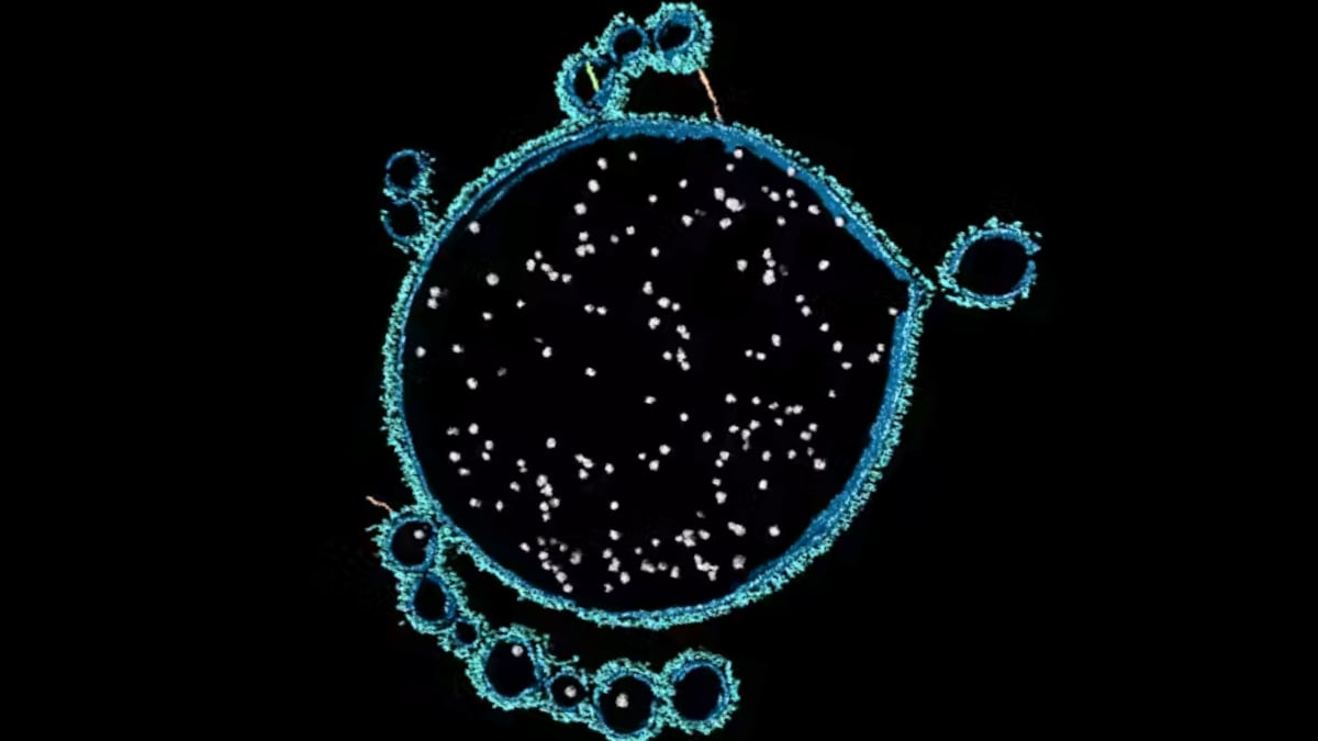 Longevidad: El Descubrimiento en Shark Bay Revela los Secretos Evoluti