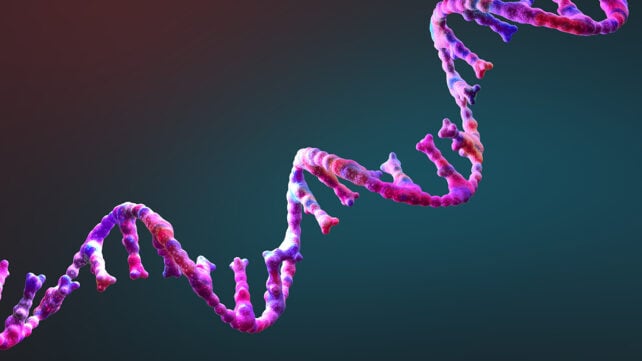 Ribonucleic acid strands