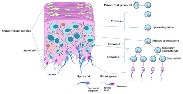 Sperm Meiosis