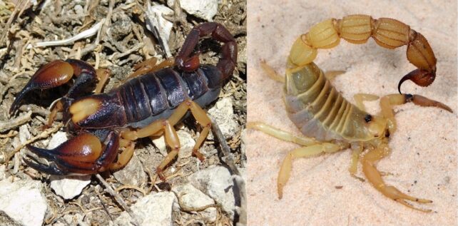 Scorpions Reinforce Their Claws And Stingers With Heavy Metals
