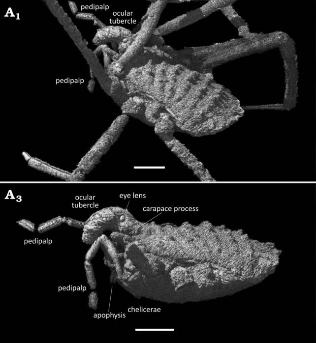 Scientists Discover a Strange Arachnid Trapped in Amber 35 Million Years Ago