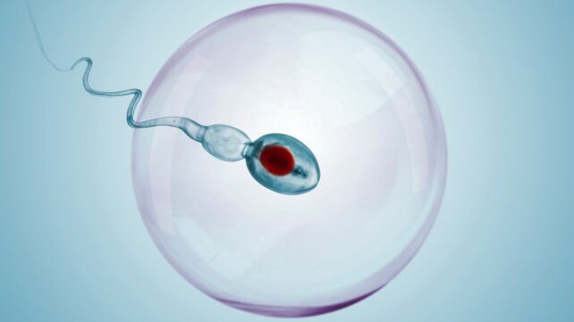 Reversible Male Contraceptive Halts Sperm Production in Mice