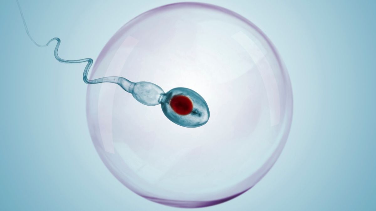 Reversible Male Contraceptive Halts Sperm Production in Mice