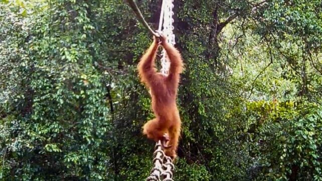 Sumatran orangutan hangs from a rope canopy bridge while crossing through dense rainforest
