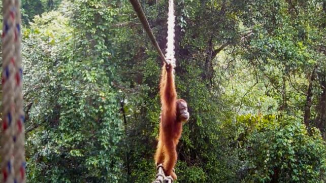 Sumatran orangutan looking at camera as it hangs from a rope canopy bridge while crossing through dense rainforest