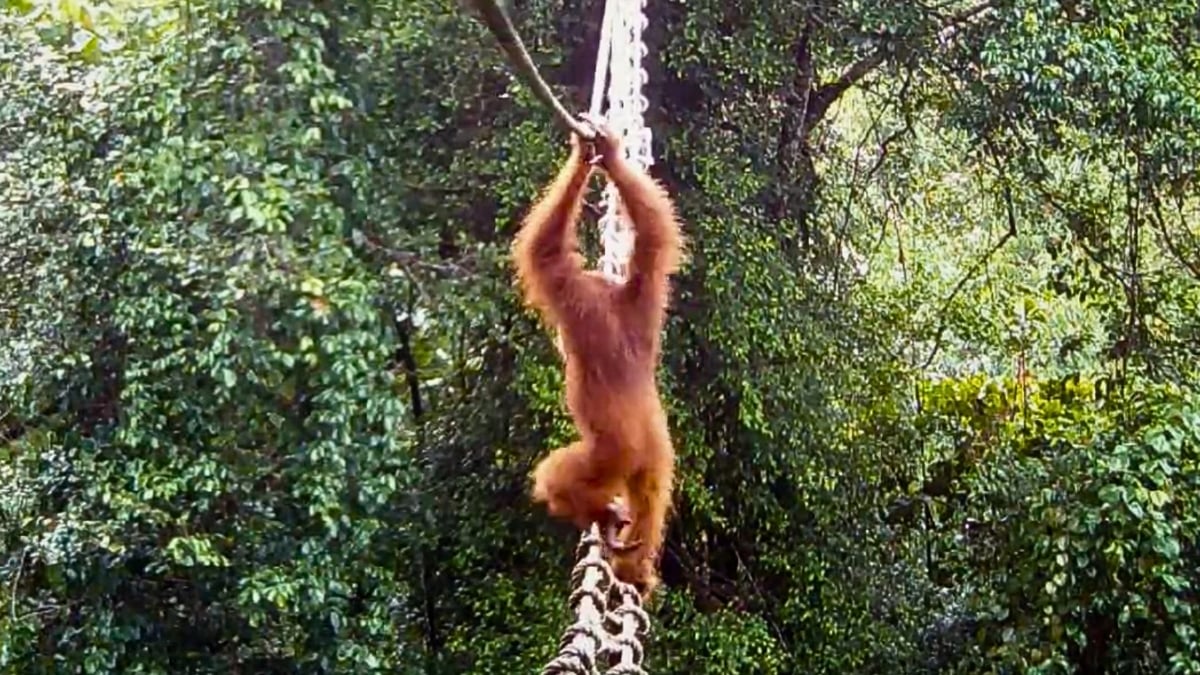 A Sumatran orangutan has been filmed for the first time crossing a human-made canopy bridge constructed to help the endangered animals bypass a tarred road on the Indonesian island, an NGO said Sunday.