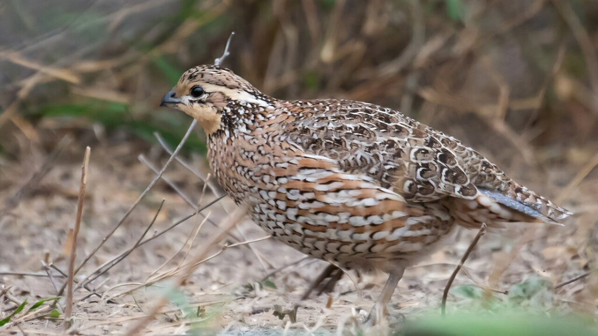 Bird Feathers May Shed Heat Into Space, Engineers Explain