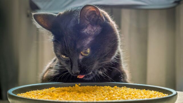Scientists Discover Why Cats Suddenly Stop Eating Their Food