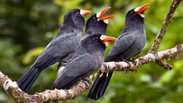 Amazonian 'Internet of The Forest' Helps Birds And Monkeys Communicate