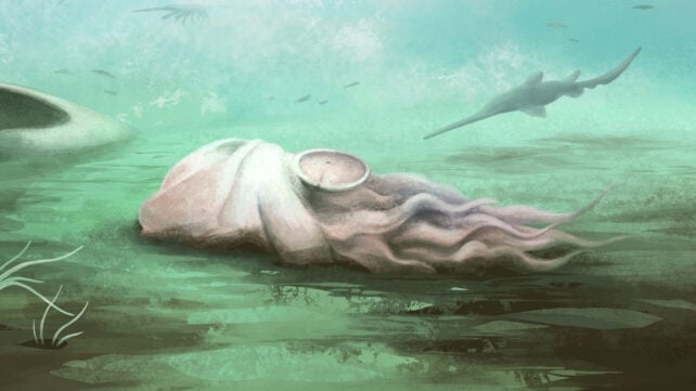 An illustration of what appears to be an ancient octopus