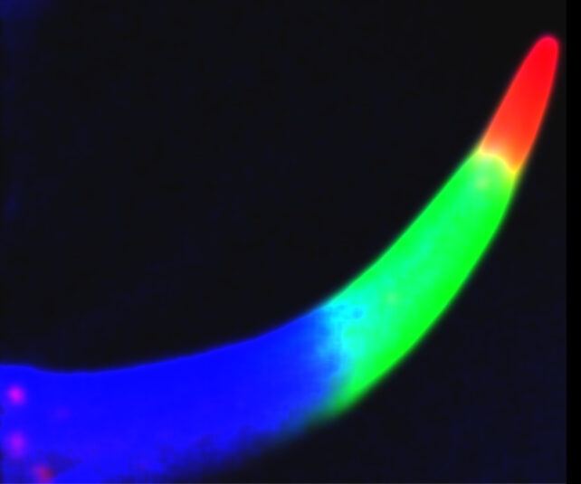 A brightly colored curve of a scorpion's stinger 