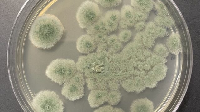 This Fungus Can Survive Deep-Space Conditions &ndash; And Could Hitch a Ride to Mars