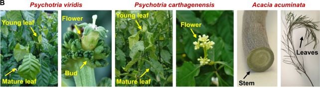 Científicos diseñaron una planta para producir 5 psicodélicos diferentes a la vez.