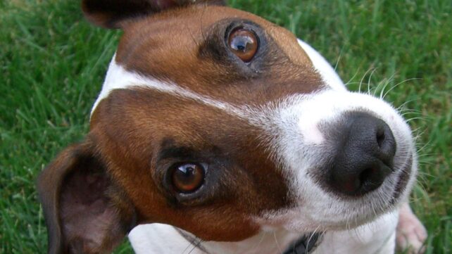 We Now Know When Dog Brains Shrank &ndash; And It Might Be Our Fault