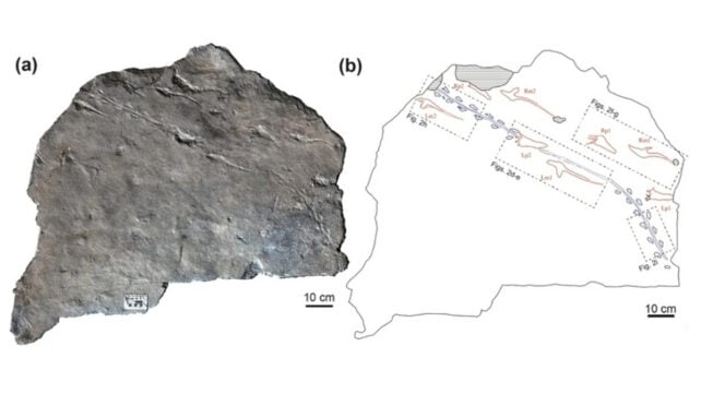 Fossil Footprints Tell a Remarkable Story of Predator And Prey