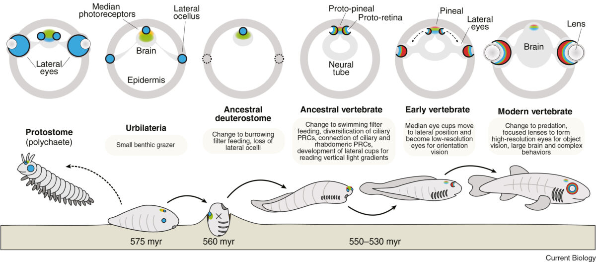 Cross-section diagrams of likely photoreceptor (PRC) and eye structures in the heads of ancestral bilaterians (top), with presumed ancient lifestyles (bottom).