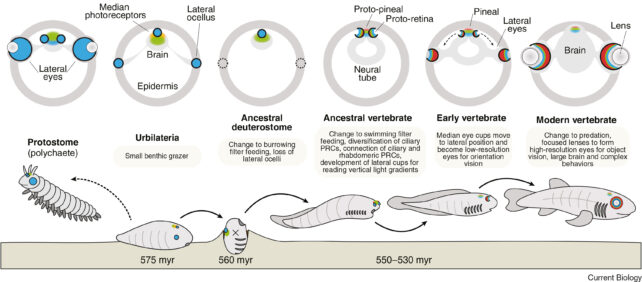 Cross-section diagrams of likely photoreceptor (PRC) and eye structures in the heads of ancestral bilaterians (top), with presumed ancient lifestyles (bottom).