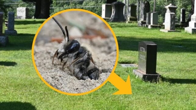 Scientists Found 5.5 Million Bees Living Beneath a New York Cemetery