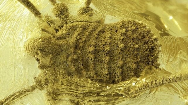 Scientists Discover a Strange Arachnid Trapped in Amber 35 Million Years Ago