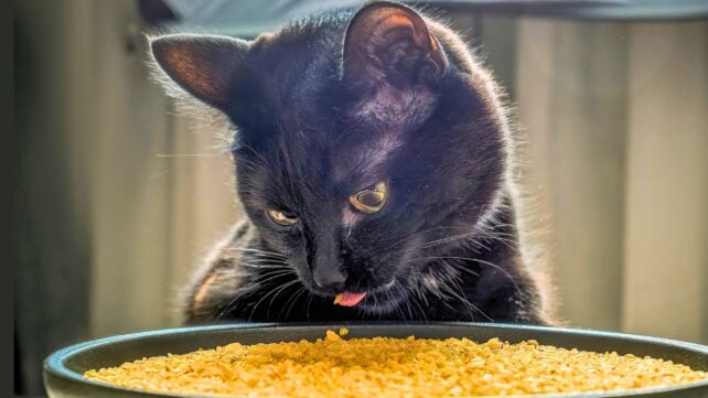 A bright-eyed black kitten with its tongue sticking out, looking into a large bowl containing yellow food