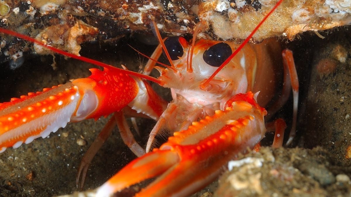 Disturbing Experiment Bolsters The Case Lobsters Feel Pain After All