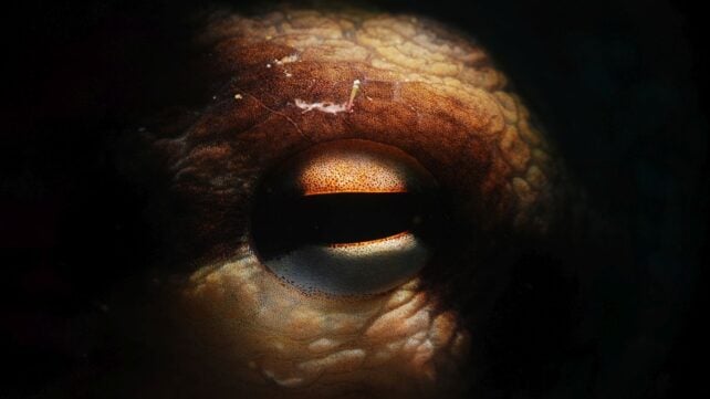 Giant, Kraken-Like Octopuses Once Stalked Their Prey in Cretaceous Seas