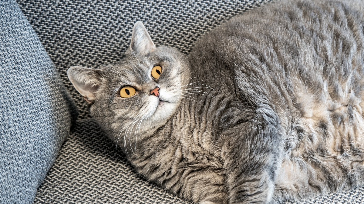 Experts Reveal The Secret to Helping Your Pet Lose Weight
