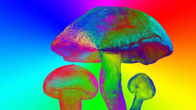 Scientists Engineered a Plant to Produce 5 Different Psychedelics at Once