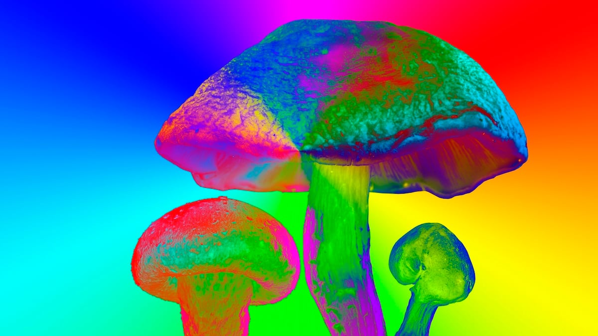 Scientists Engineered a Plant to Produce 5 Different Psychedelics at Once