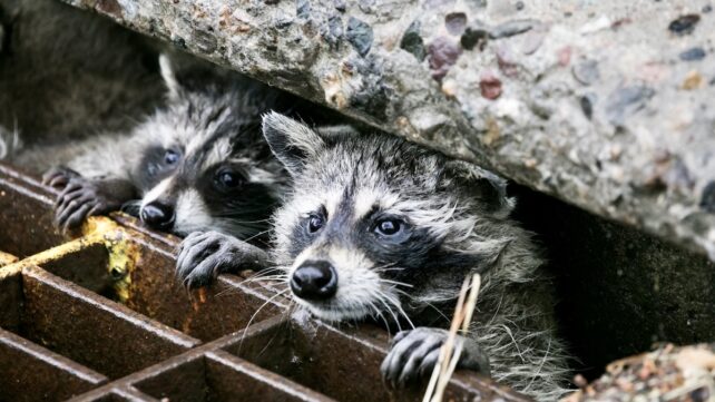 Wild Animals Are Adapting to City Life in Surprising Ways, Scientists Reveal