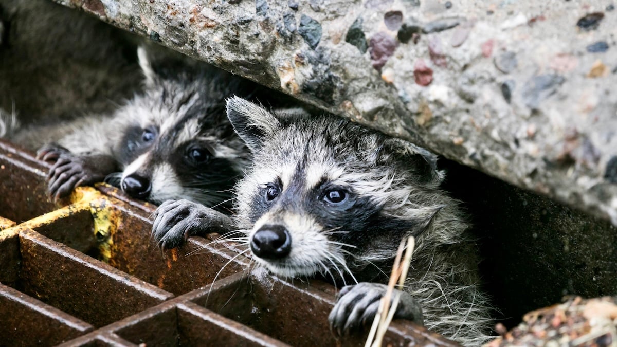 Wild Animals Are Adapting to City Life in Surprising Ways, Scientists Reveal