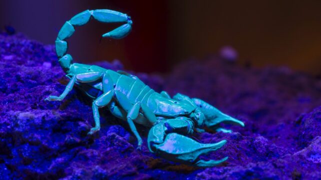 Scorpions Reinforce Their Deadly Claws And Stingers With Heavy Metals