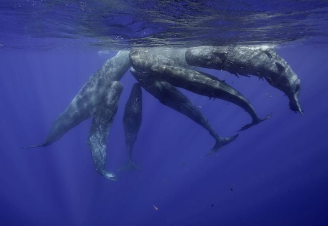 Scientists Found Human Speech