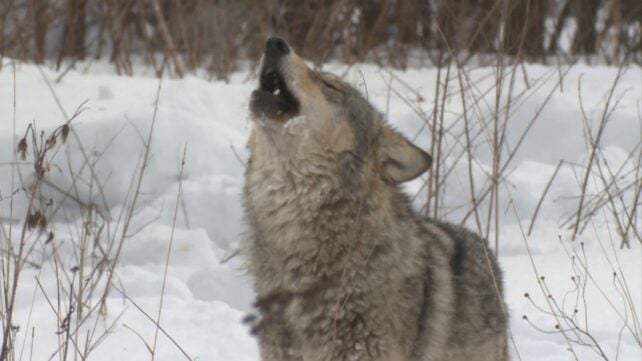 40 Years After Chernobyl, Wolves May Be Adapting to Live With Radiation