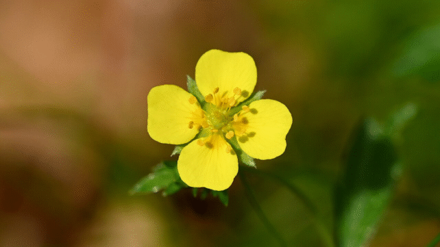 yellow flower