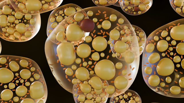 Brown fat cells