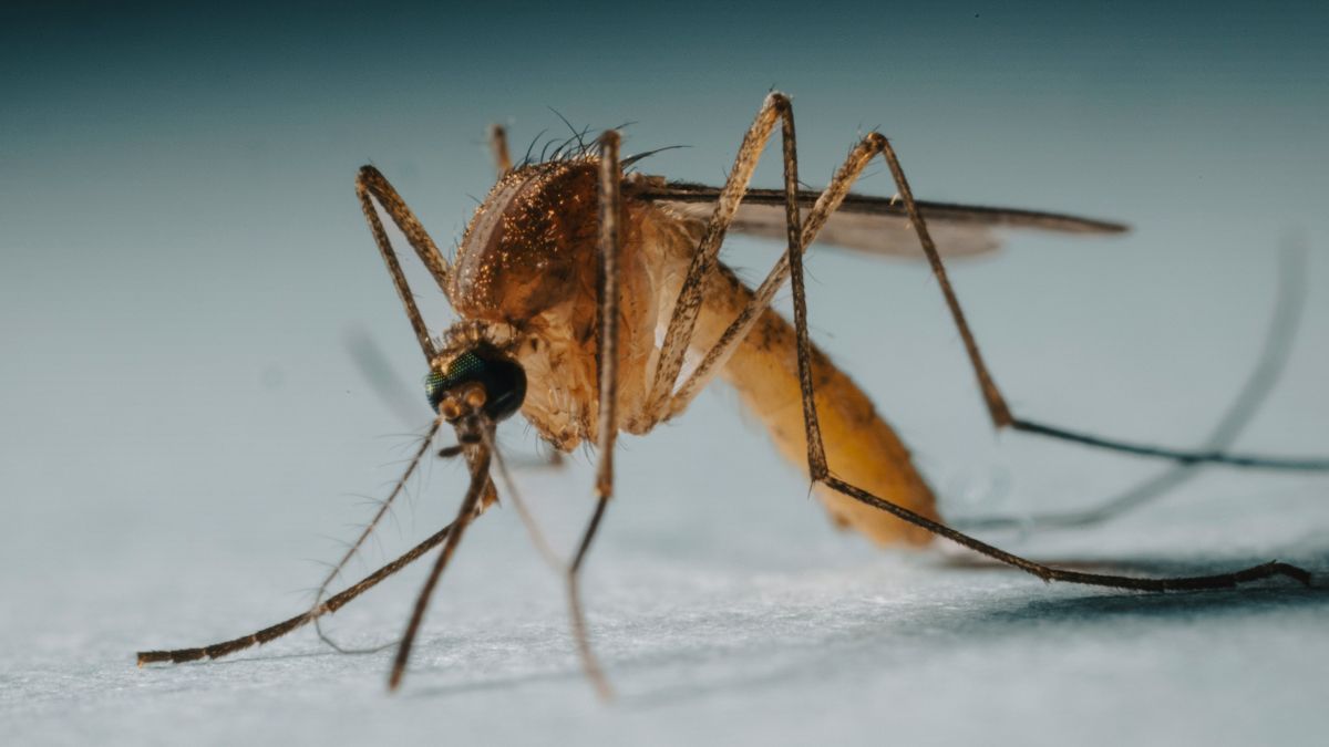 mosquito up close on skin