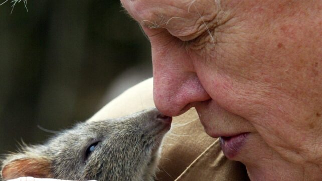 David Attenborough touches noses with a potoroo