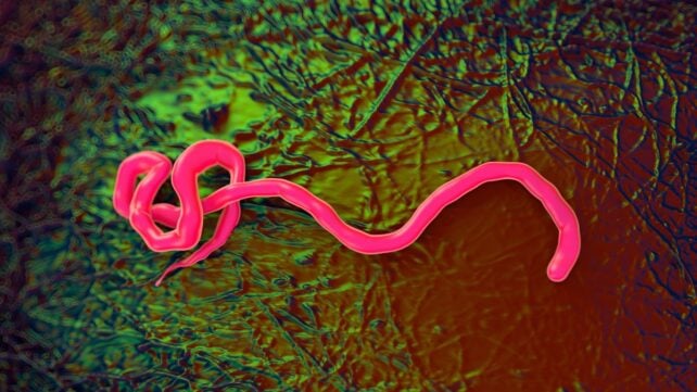 Deadly Ebola Outbreak Declared Global Emergency as Cases Spread in Africa
