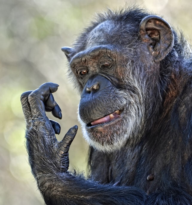 Chimpanzee closely inspecting one hand, showing the dexterity and fine motor control of primate hands.