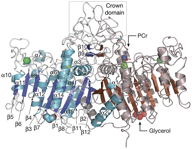 TNAP enzyme