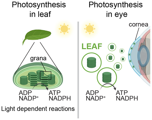 Eye photosynthesis