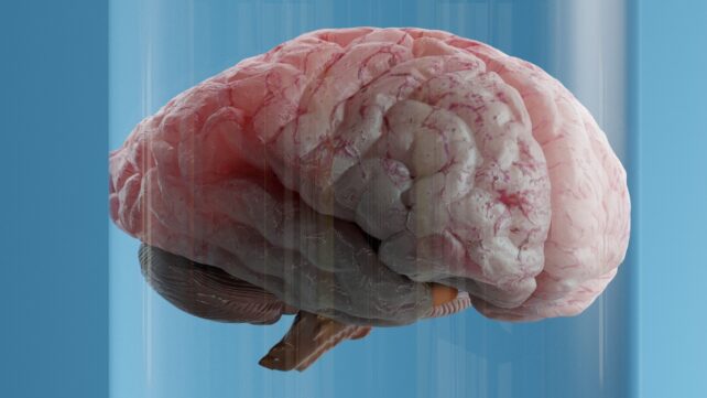 A human brain model appears suspended behind blue-tinted glass or liquid, with the brain’s folds and blood vessels visible