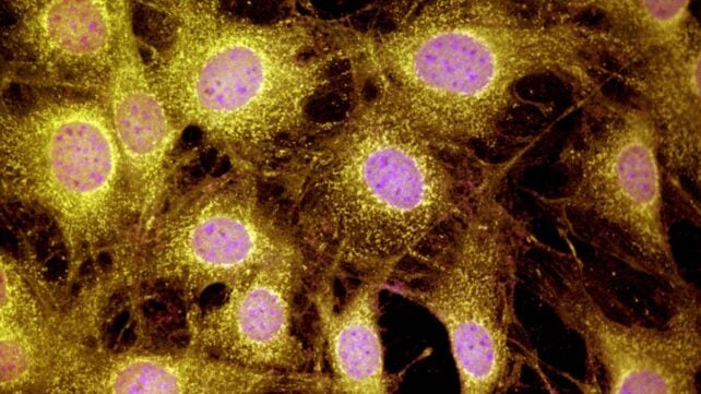 Mammals May Have a Hidden Limb Regeneration Ability We Never Knew About