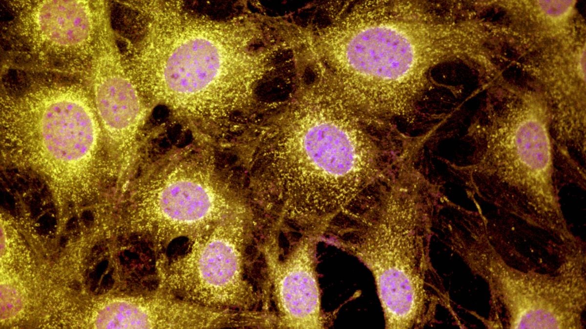 Skrytá schopnost regenerace končetin u savců možná existuje