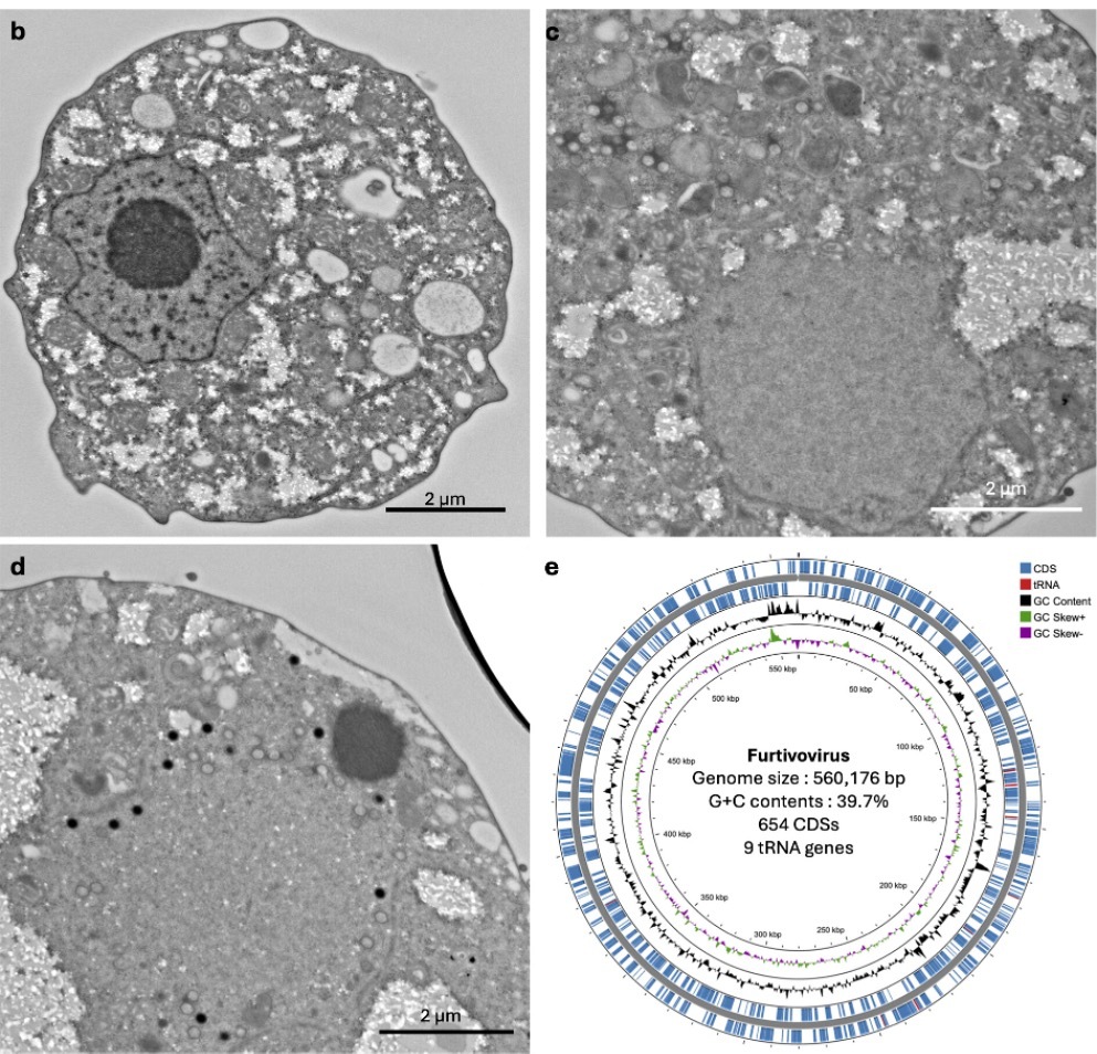 Scientists Discover New Giant Virus That Replicates in a Totally Unique ...