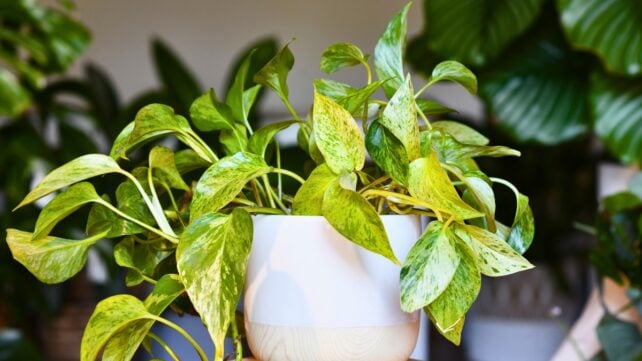 NASA Helped Start a Houseplant Myth. Scientists Say The Truth Is Complicated