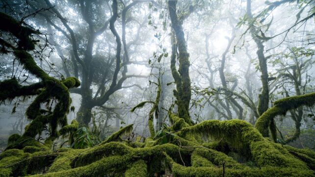 Fog Is Teeming With Life, And It May Be Doing Us a Surprising Favor